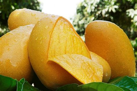 The Magic of Mangoes: A Journey Into Exquisite Flavors