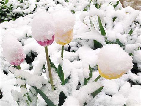 The Magic of Snow: A Visual Delight for the Senses