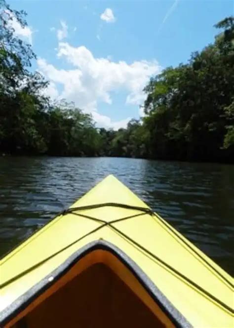 The Magic of the Brown River: A Dreamer's Paradise