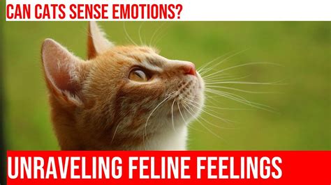 The Magical Bond of Caring for Tiny Felines: Exploring the Profoundness of Unconditional Devotion