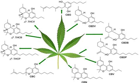 The Magical Components: Exploring the Chemical Composition of Cannabis