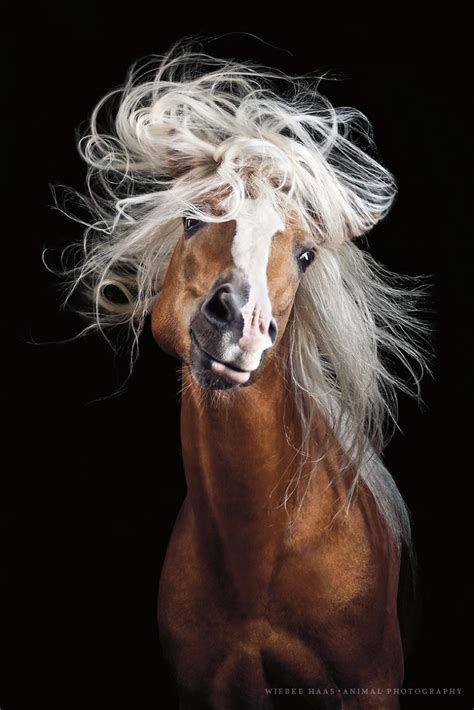 The Magnificence and Elegance of the Majestic Stallion