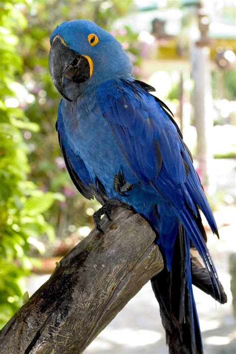 The Magnificent Blue Parrot: A Symbol of Freedom and Expression