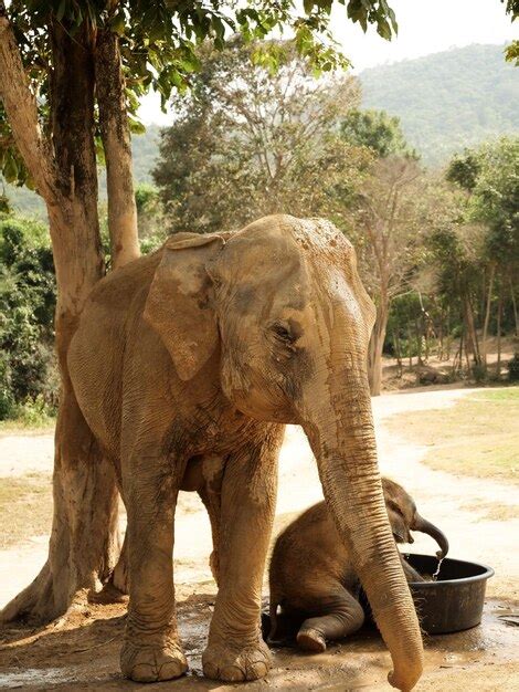 The Magnificent Encounter: Observing an Elephant Up Close