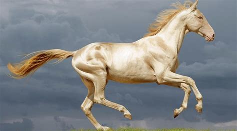 The Magnificent Equine Breeds from Around the Globe