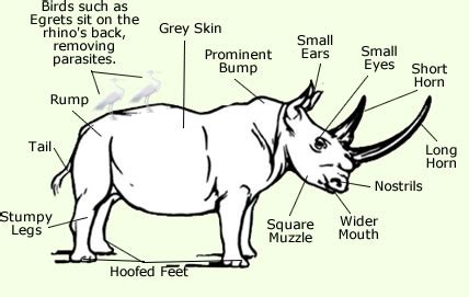 The Magnificent Rhino: Exploring its Physical Characteristics