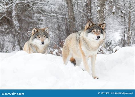 The Magnificent World of Wolf Packs