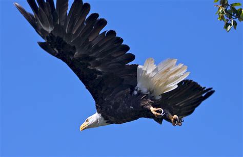 The Majestic American Bird of Prey: A Emblem of Liberty