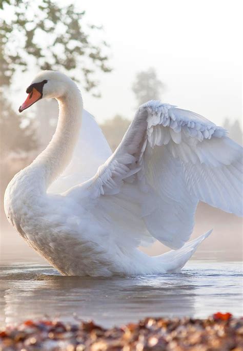 The Majestic Beauty of Swans in the Wild