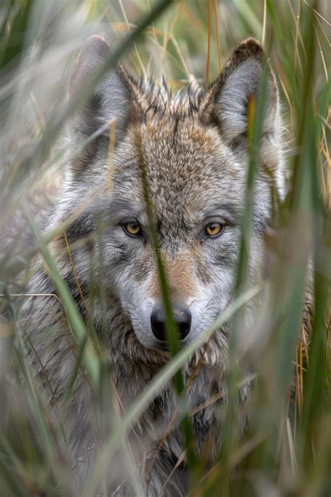 The Majestic Beauty of Wildlife: A Glimpse into Nature's Richness