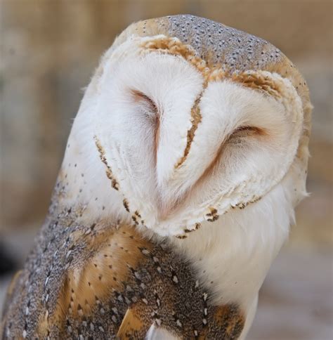 The Majestic Beauty of the Ivory Barn Owl