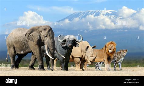 The Majestic Big Five: Lions, Elephants, Rhinos, Leopards, and Buffaloes