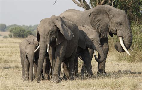 The Majestic Elephants: Unraveling the Enigma of these Gentle Giants