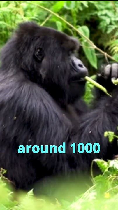 The Majestic Power of Gorillas: An Encounter with Nature's Magnificence