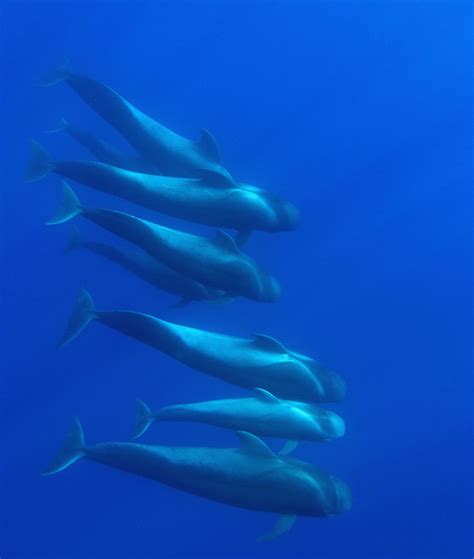 The Majestic World of Pilot Whales