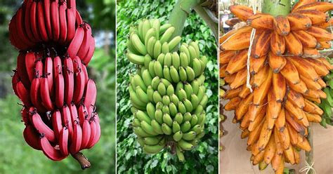 The Many Shades of Red: Exploring the Different Varieties of Scarlet Bananas