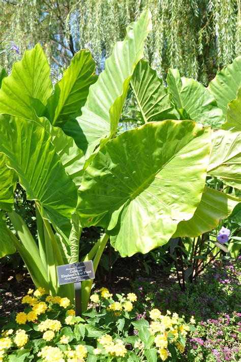 The Marvels of Botanical Structure: Exploring the Intricacies of Elephant Ear Plants