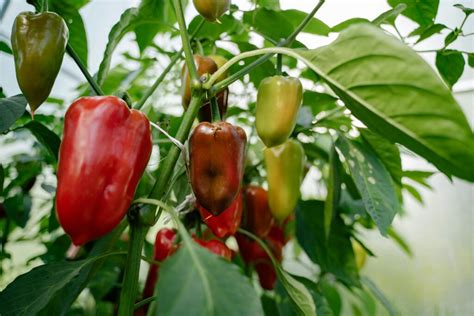 The Mastery of Growing Peppers: Embarking on an Agricultural Journey to Excellence