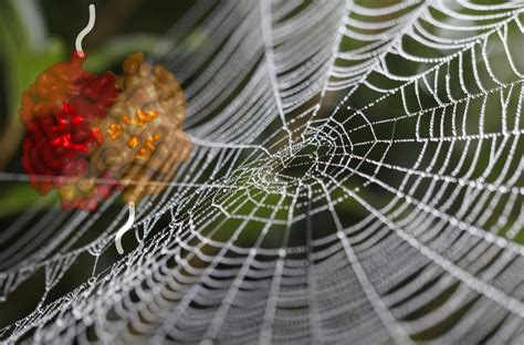 The Meaning Behind Dreaming of Ingesting Spider Silk