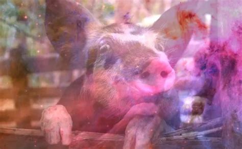 The Meaning Behind Dreaming of a Dark Hog