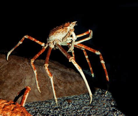 The Meaning Behind a Enormous Arachnid in the Bathroom