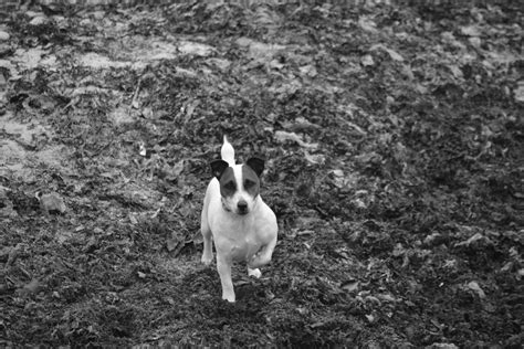 The Meaning Behind a Vision of a Black and White Canine Companion