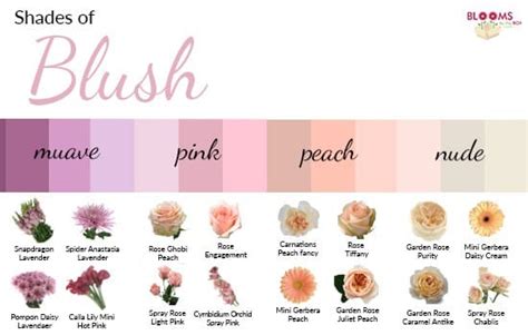 The Meaning of Blush-Colored Shades in Art and Culture