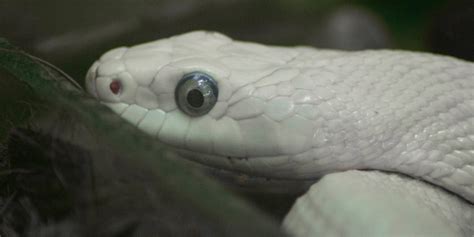 The Meaning of Snakes in Various Mythologies: Exploring their Cultural Importance