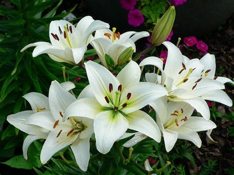 The Meaning of White: How the Easter Lily Symbolizes Purity and Innocence