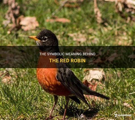 The Meaning of the Robin as a Representation