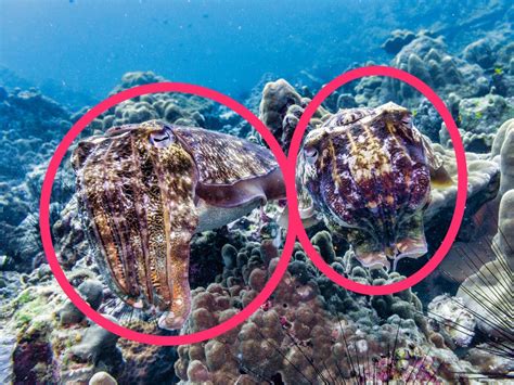 The Mesmerizing Camouflage Techniques of Ethereal Marine Creatures