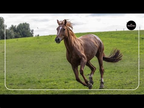 The Mesmerizing Story of Majestic Equines: From Captivity to Liberation