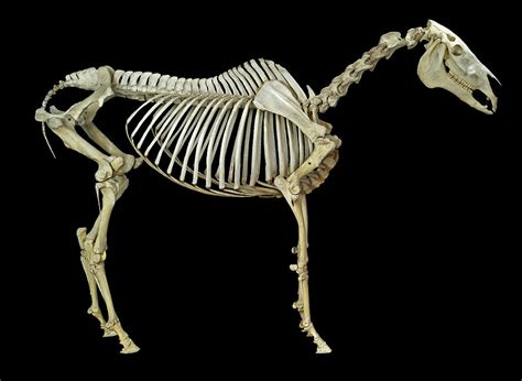 The Metamorphic Power of the Equine Remains