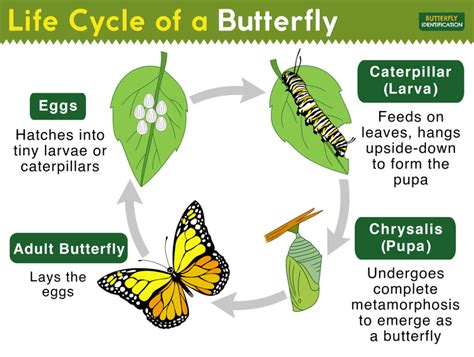 The Metamorphosis Process