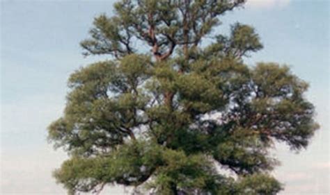 The Mighty Potency and Resilience of a Majestic Elm