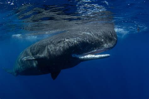 The Mighty Predator: Understanding the Nature of the Ocean's Apex Predator