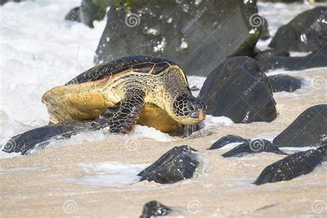 The Modern Interpretation: Black Turtle as a Metaphor for Overcoming Obstacles