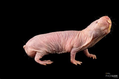 The Mole Rat's Connection to Subconscious Desires