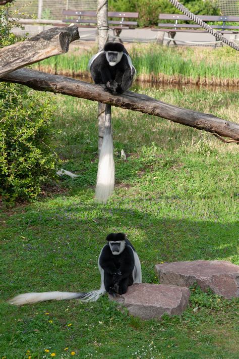 The Monkey Sitting as a Representation of Balance and Harmony