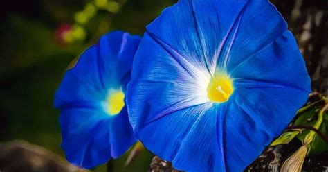 The Morning Glory Blossom: A Representation of Fresh Beginnings and Revival