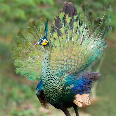 The Mysterious Allure of the Captivating Green Peafowl