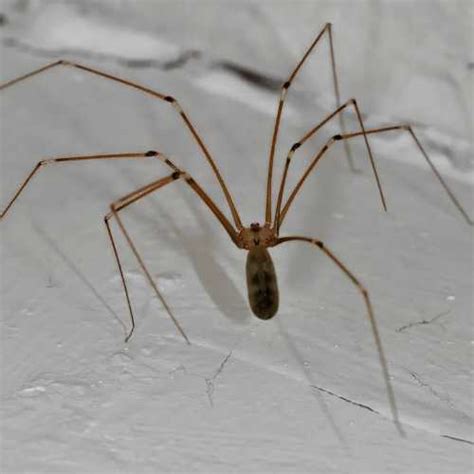 The Mysterious Behavior of Grand Daddy Long Legs Spiders