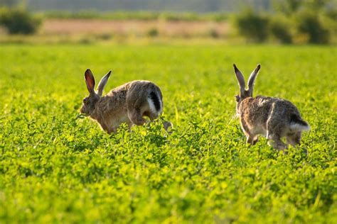 The Mysterious Behavior of the Fierce Hare: Unraveling Its Intricacies