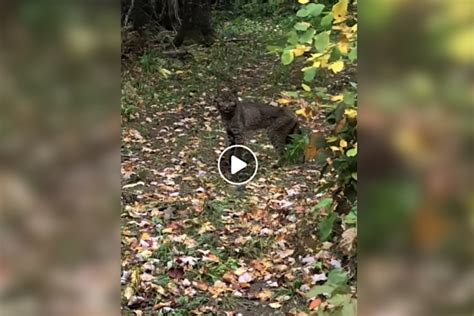 The Mysterious Black Bobcat: A Creature of Myth or a Rare Phenomenon?