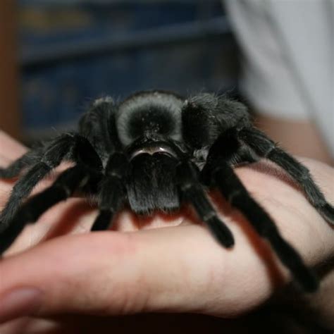 The Mysterious Black Tarantula: Unlocking the Depths of Interpretation