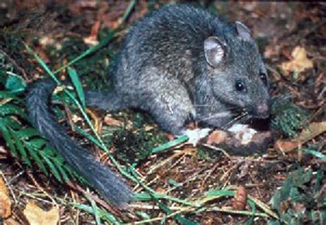 The Mysterious Dark Rodent: Representing Unconscious Desires