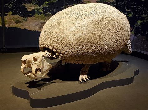 The Mysterious Giant Armadillo: An Enigmatic Creature