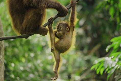 The Mysterious Lives of Orangutans in the Rainforests