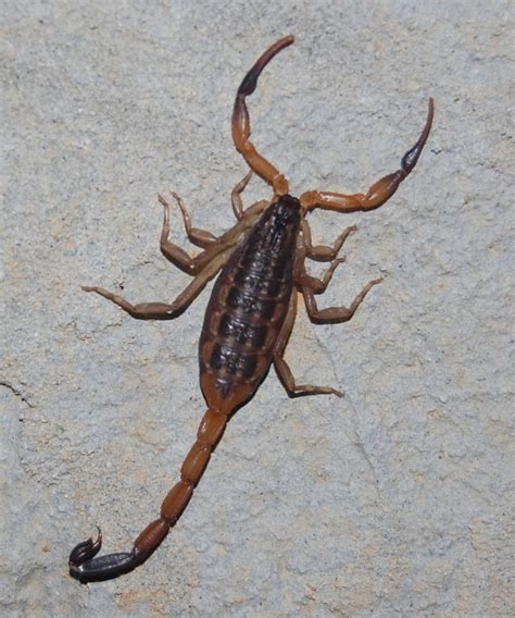 The Mysterious Nature of the Illusive Scorpion: Disclosing its Hidden Wonders