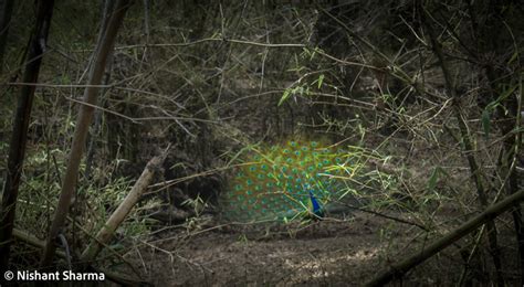 The Mysterious Origins and Cultural Significance of the Majestic Peacock Egg